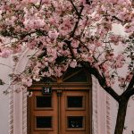 Feltámadás cseresznyefa virágzás idején